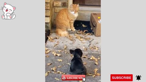 Awww!!! cute Dogs and Cats funny compilations.