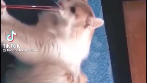 FUNNY PETS- CAT GONE WRONG PART 2