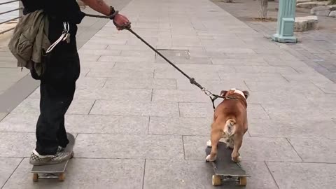 Dog is skating