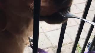 Cute Dog Eating Food