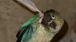 Clever Bird Uses Feather to Scratch His Face