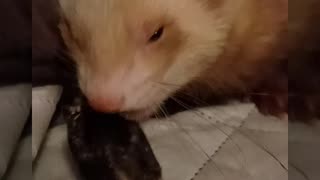 Ferret eating whole prey quail!