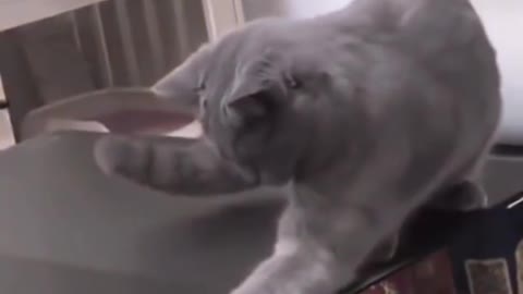 Funny cat video 😆😆cat funny vedio || Clever cat of century