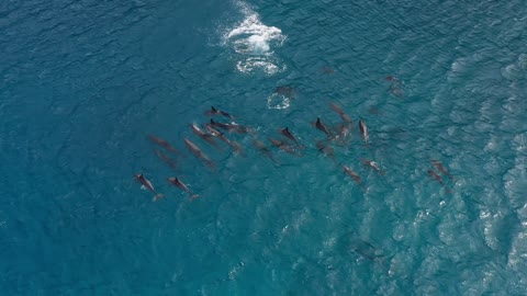 Dolphins Plays with each other