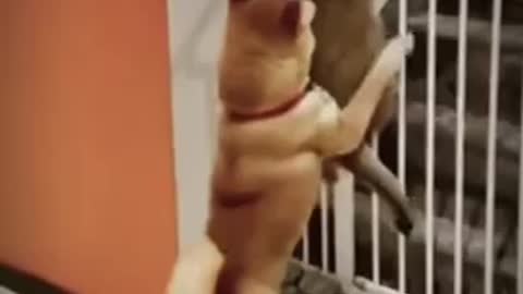 A good dog helping cat to escape