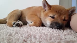 sleepy shiba inu