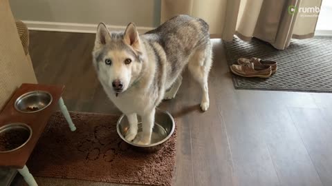 Watch this very stubborn husky demand water bowl refill