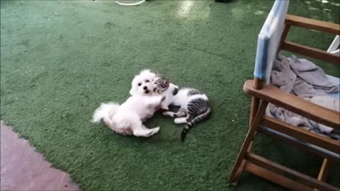 Funny and cat and Dog playing togethet