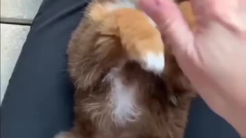 CUTE PUPPPY IS PLAYING WITH OWNER