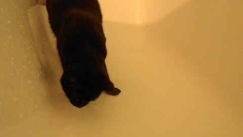 The cat wanted to take a bath but ran away