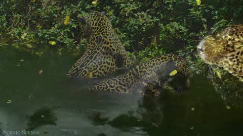 Amazon Wildlife In 4K - Animals That Call The Jungle Home | Amazon Rainforest | Relaxation Film