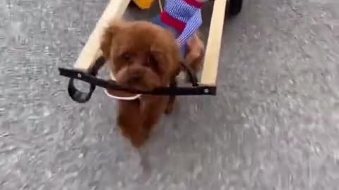 Smart Dog Cute and Funny Moment