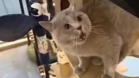 Cats get angry when they want to be held by their owners