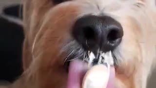 Pup licks ice cream in slow-mo!