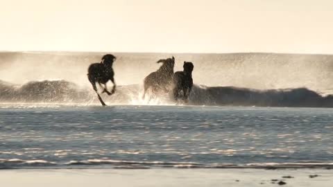 Three Dogs Running To Ocean Waves For A Swim