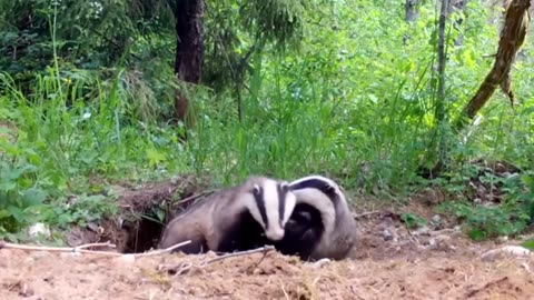 Things you need to know about BADGERS!.