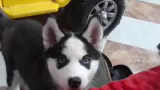 This beautiful Husky puppy plays with his friend
