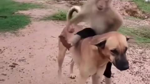 Unbreakable monkey and dog friendship