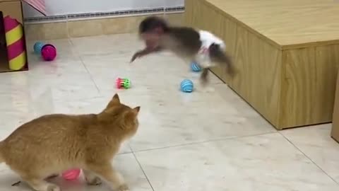 Monkey Fun with Cat