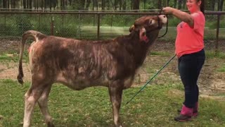Round 2: Arkansas State Livestock Fair 2020