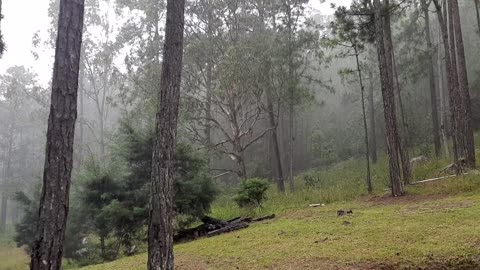 RAIN IN THE FOREST