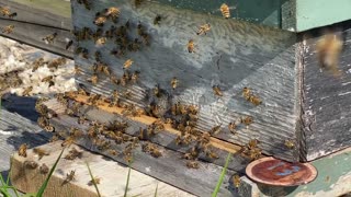 Swarm attempts to leave,only to return to the original hive