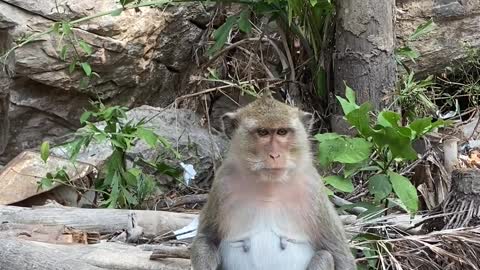 The cute monke8y sitting on wood