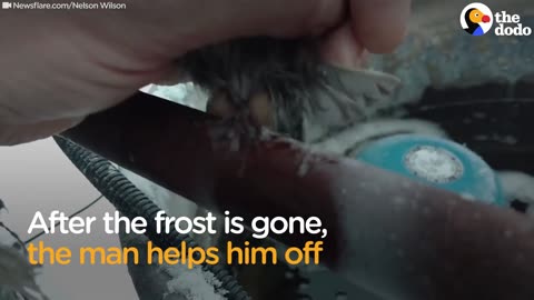 Bird Frozen To Metal Fence Rescued by Kind Man | The Dodo