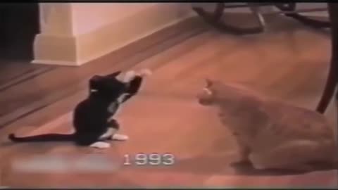 Cat wrestling wwe commentary