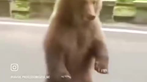 Bear please stop … it’s awkward