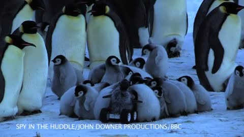 Robo-chick adds insight to penguin research