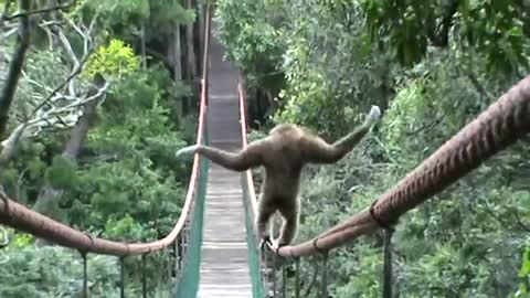 GIBBON ON THE MONKEYLANDBRIDGE