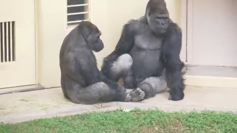 Huge Silverback Gorilla Shows Off His Strength | Gorillas Screaming | The Shabani...