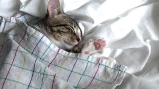 Cute Cat Has His Own Bedsheets