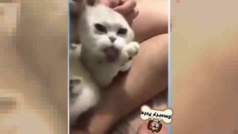A Cute cat acting by smarty pets