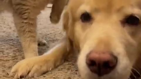 Cat feels jelous by seeing his doggy friend