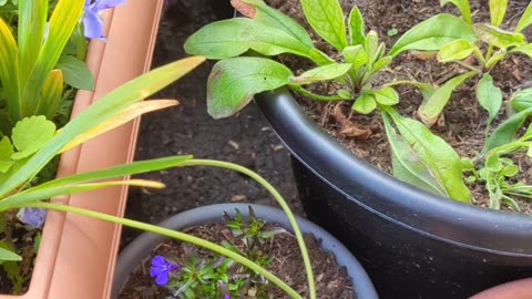 Sparaxis or Harlequin flowers