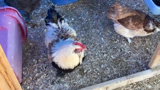 Our Rooster Sings the Egg Song with His Hens