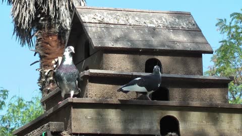 Pigeon House and Pigeons