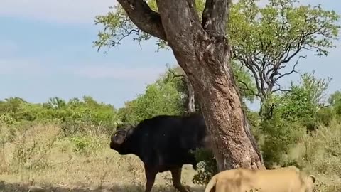 Smart lion outwits buffalo 😝