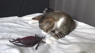 Little Cat Is Scared By Toy Bug