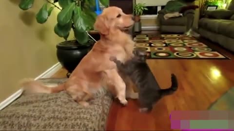 Romantic Dog and cat act like a cute couple...PT2