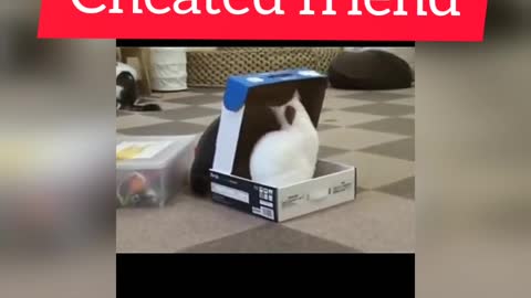 Funny Cats Videos1