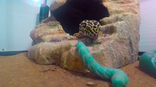 Gecko Eating a Big Juicy Horn Worm