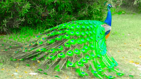 Mesmerizing Peacocks 4K