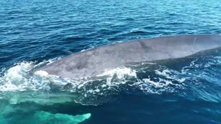 blue whale with fluke
