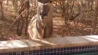 Parched Kudu Drinks from Pool