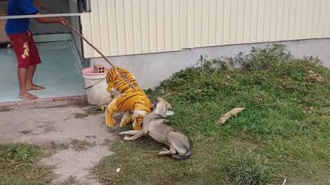 Funniest Fake Tiger Prank On Dog