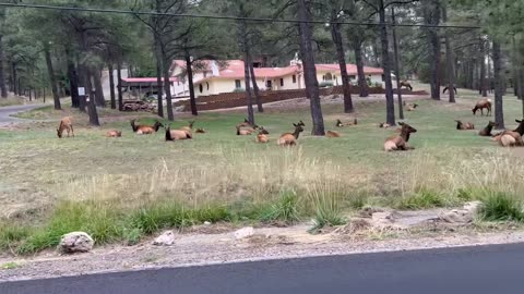 Herd of Elk Takes Over Neighborhood Yard