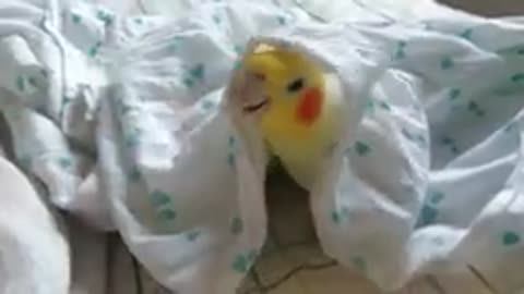 Cockatiel singing under the sheet showing itself all.